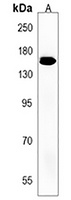 Anti-TNIK Antibody