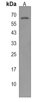 Anti-MARS2 Antibody