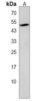 Anti-SRMS Antibody