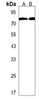 Anti-DDX53 Antibody