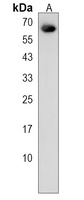 Anti-EHD3 Antibody