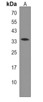 Anti-EN2 Antibody