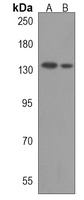 Anti-TECPR1 Antibody