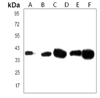 Anti-EN1 Antibody