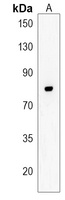 Anti-CASC3 Antibody