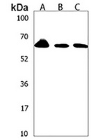 Anti-PKC eta Antibody