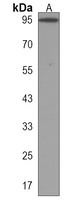 Anti-BICC1 Antibody