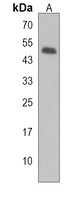 Anti-LUC7L Antibody