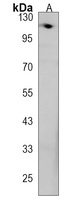 Anti-GNAS Antibody