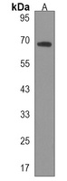 Anti-Fibrinogen alpha Antibody