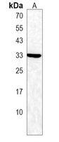 Anti-GBAS Antibody