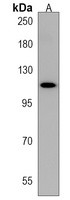 Anti-MAML3 Antibody