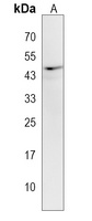 Anti-CLUAP1 Antibody