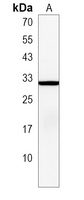 Anti-ARF3 Antibody