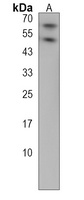 Anti-CREB3L1 Antibody