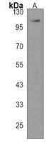 Anti-NPEPPS Antibody