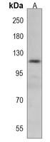 Anti-AMER1 Antibody