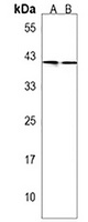 Anti-Gamma-Actin Antibody