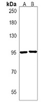 Anti-ZMIZ1 Antibody