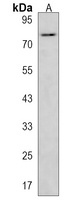 Anti-NRG2 Antibody