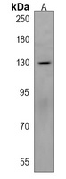 Anti-MAGEL2 Antibody