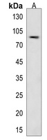 Anti-LRP3 Antibody