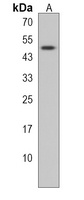 Anti-DDI2 Antibody