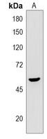 Anti-KIAA0226L Antibody