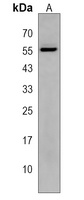 Anti-ZNF385B Antibody