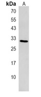 Anti-EMC3 Antibody