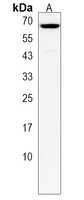 Anti-Synapsin 3 Antibody