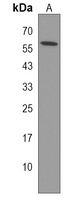 Anti-TRIM50 Antibody