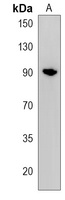 Anti-CPEB4 Antibody