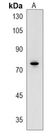 Anti-SPATA13 Antibody