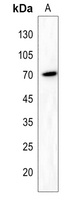 Anti-RAB11FIP5 Antibody