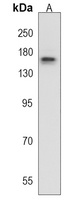 Anti-RAPGEF1 Antibody