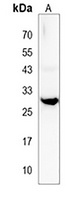 Anti-RYBP Antibody