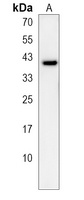 Anti-OR5A1 Antibody