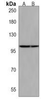 Anti-FOG1 Antibody