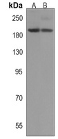 Anti-BZRAP1 Antibody