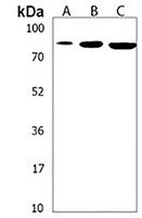 Anti-SUZ12 Antibody