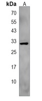 Anti-LRTOMT Antibody