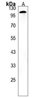 Anti-COG1 Antibody