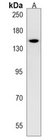 Anti-PTP zeta Antibody