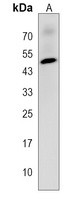 Anti-CHST12 Antibody