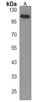 Anti-MYOCD Antibody