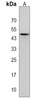 Anti-NDN Antibody
