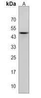 Anti-NDN Antibody