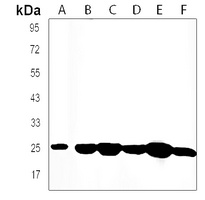 Anti-FGF8 Antibody