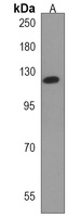 Anti-PRDM16 Antibody